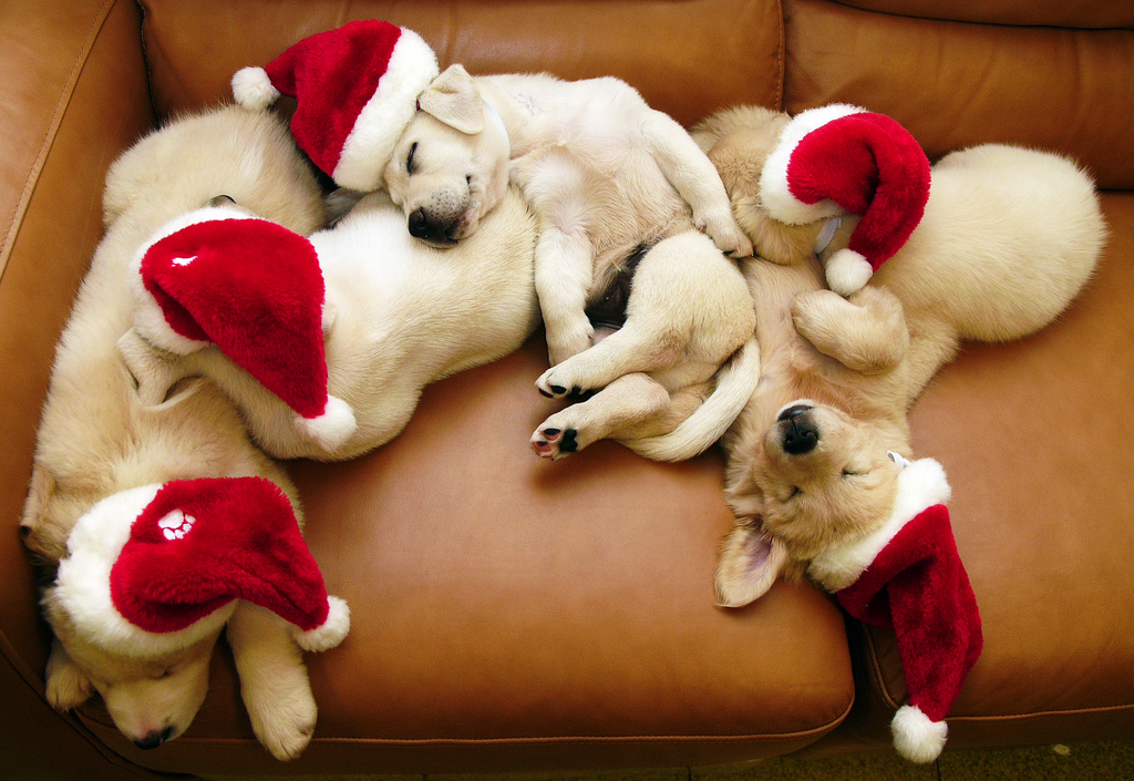 dogs christmas