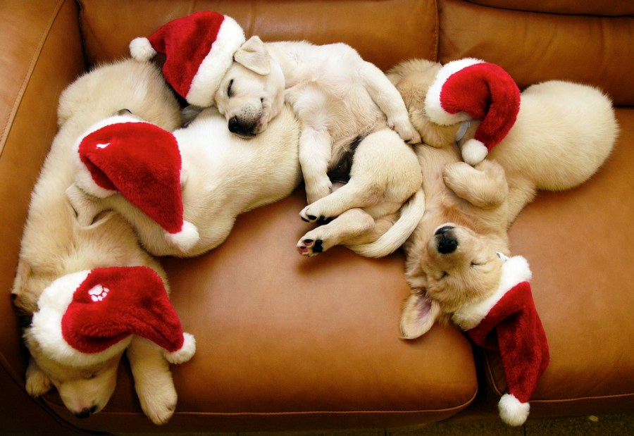 dogs christmas