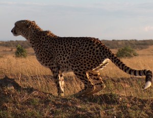cheetah making a run for it