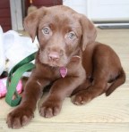 chocolate lab