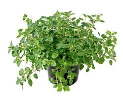 oregano