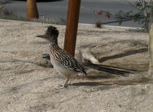 A Road Runner