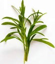 tarragon