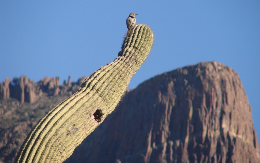 You've heard of Bird on a Wire - how about Bird on a Cactus?