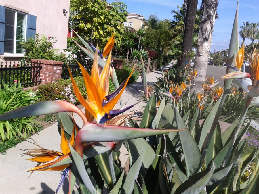 The original "punk rock"