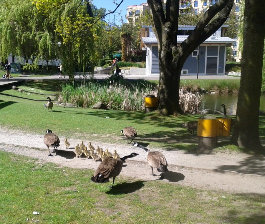New Flock at Granville Island