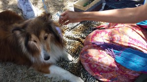 Jia Jia got a feather in his fur