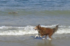 This was approved by Kira (with stick) & Jia Jia.