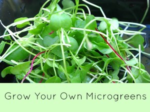microgreens3