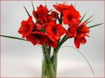 amaryllis