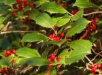 american holly