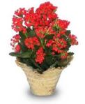 kalanchoe