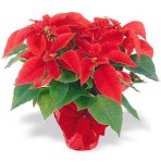 poinsettia