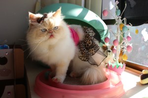 This makes perfect sense - at least they're related.  In case your're wondering this is a CAT.