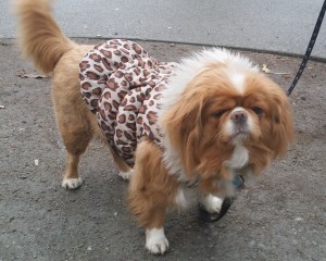 seen on Denman St. - Sunday,  Feb. 16