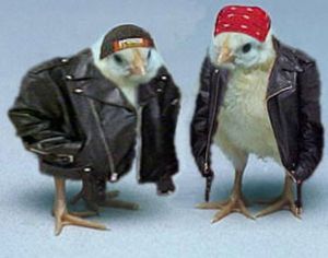 Biker Chicks!