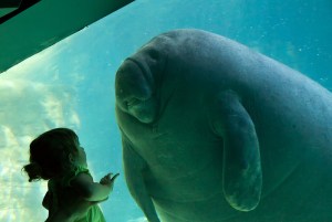 manatee - first contact
