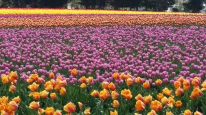 The tulip  festival in Lyndon, WA is a breathtaking sight to behold.