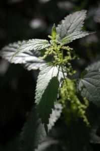 Stinging Nettle