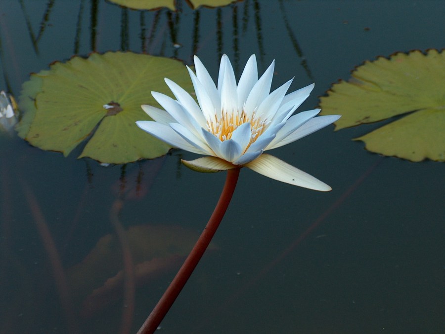 Among all the wild animals we found this wild Lily in a pond in S. Africa