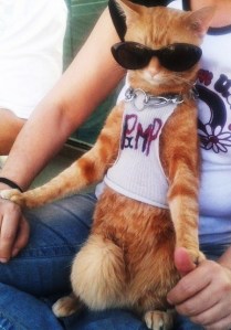 Cool as a CAT