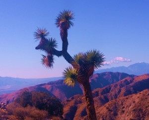 You can see the San Andreas Fault Line from here