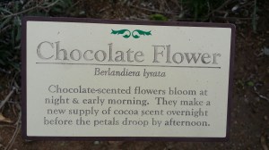 I guess just the smell alone will make you feel happier