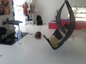 A lazy dog waits while his owner gets a hair trim