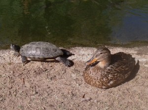 ducks, turtles and fish a plenty