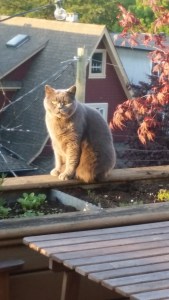 Cat on a warm wood ledge