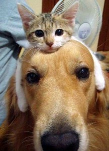 catanddog