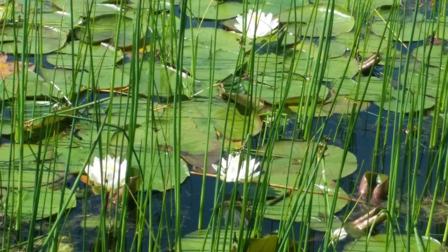 I've always loved Water lilies.