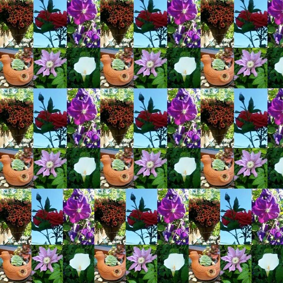 Kaleidoscope of flowers - taken from a freinds garden.