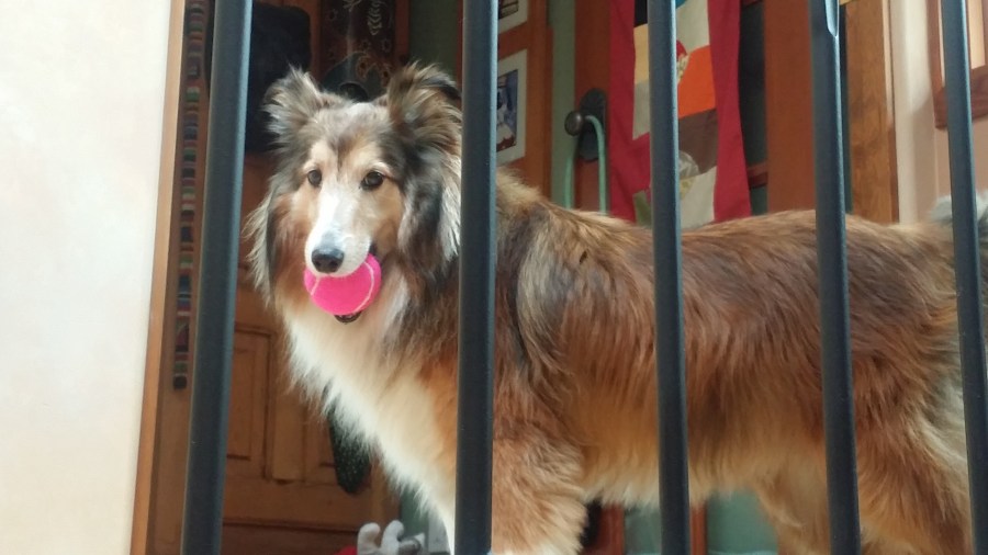 My unbiased opinion of Jia Jia is even though he has some quirks he's very smart and is the sweetest, most gentle and sensitive dog I've ever known.