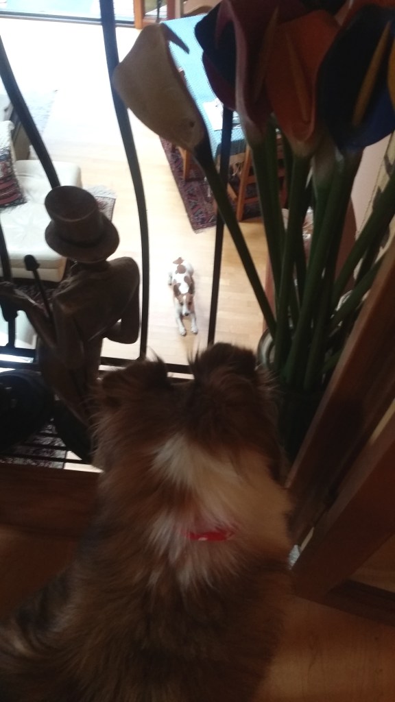 Ha, ha...I'm up here & you can't come up the stairs on your own.