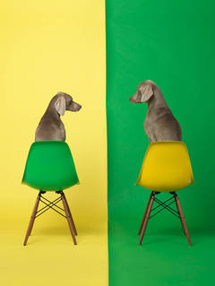 William Wegman