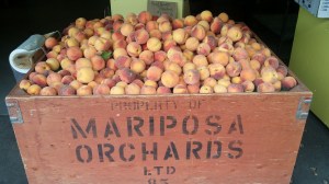 Freshly picked Okanagan Peaches