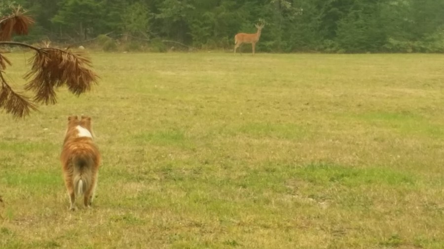 Jia Jia found a deer