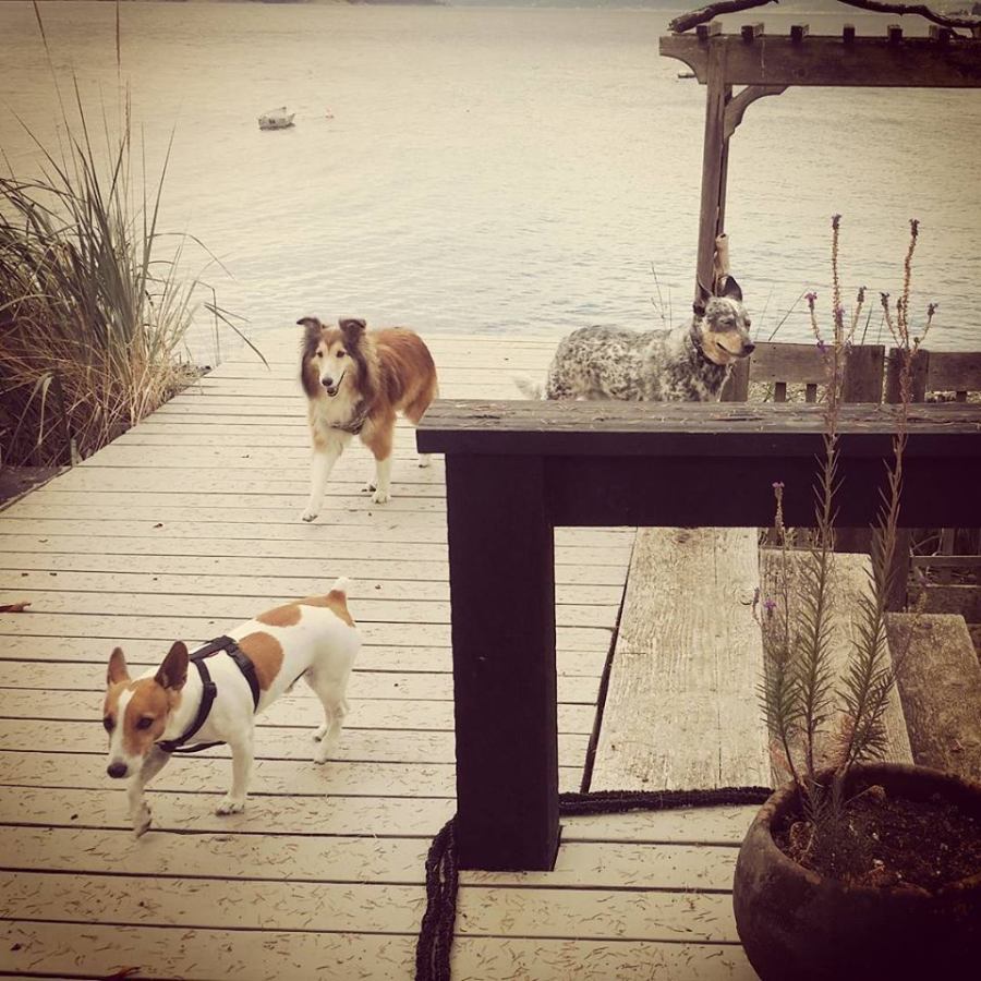 Jack (jack russell), Jia Jia (sheltie) & Max (blue heeler) on Piers Island
