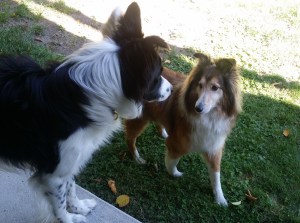 Taylor (1 1/2 yr. old Border Collie) & Jia Jia - Prospect Lake.