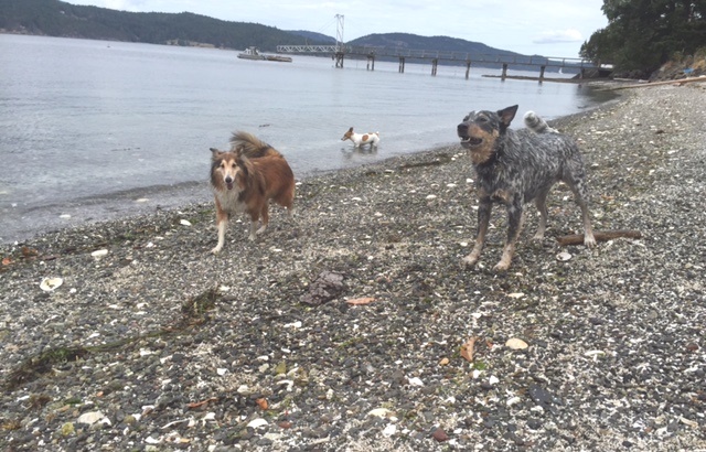 Dogs enjoying the freedom to run around Piers Island
