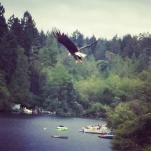 Next door neighbour flying high