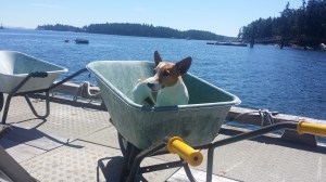 I tried to load one more little thing from the wheel barrel to the boat....looks like I'll have to wait.