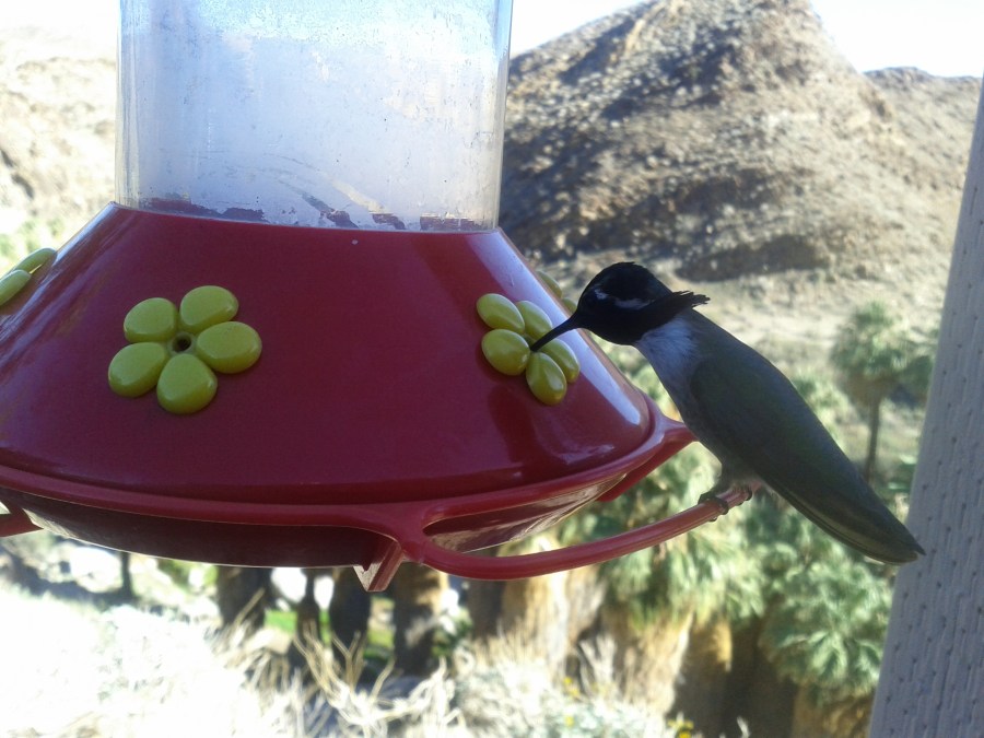 I took this photo in Palm Canyon, California