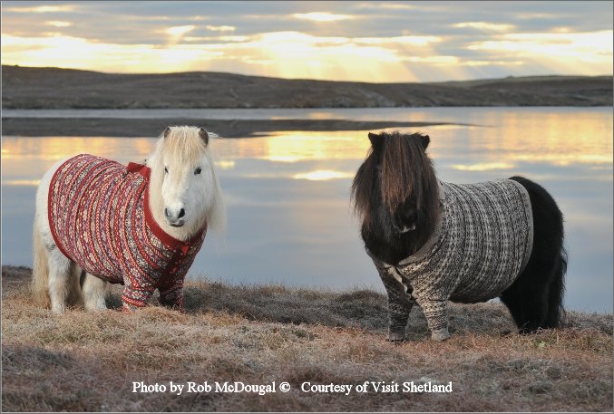 shetlandponies5