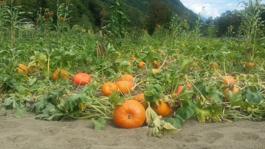 Have a scary evening!