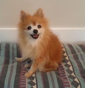 I met this 18 year old happy pomeranian (I used to have one) at a friends open house party