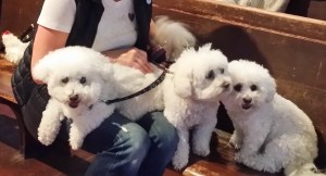 Tammy's Terrific Trio