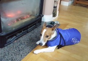 Jack's favourite spot - the warmest place in the house so it feels a little like home