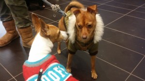 I like your coat. I see that your owner tries to dress like you.